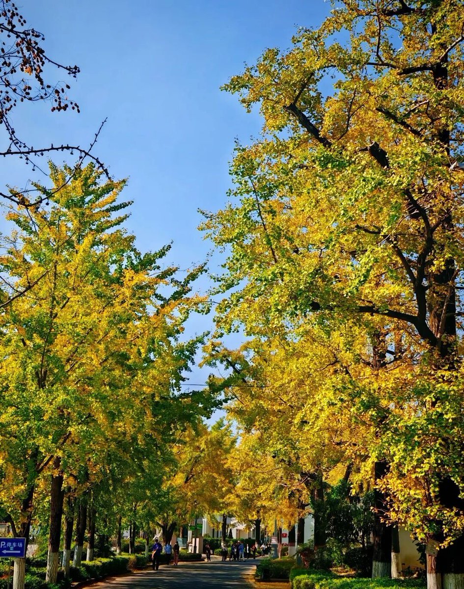 aishuzhan's tweet image. 银杏，深秋最美的华服！