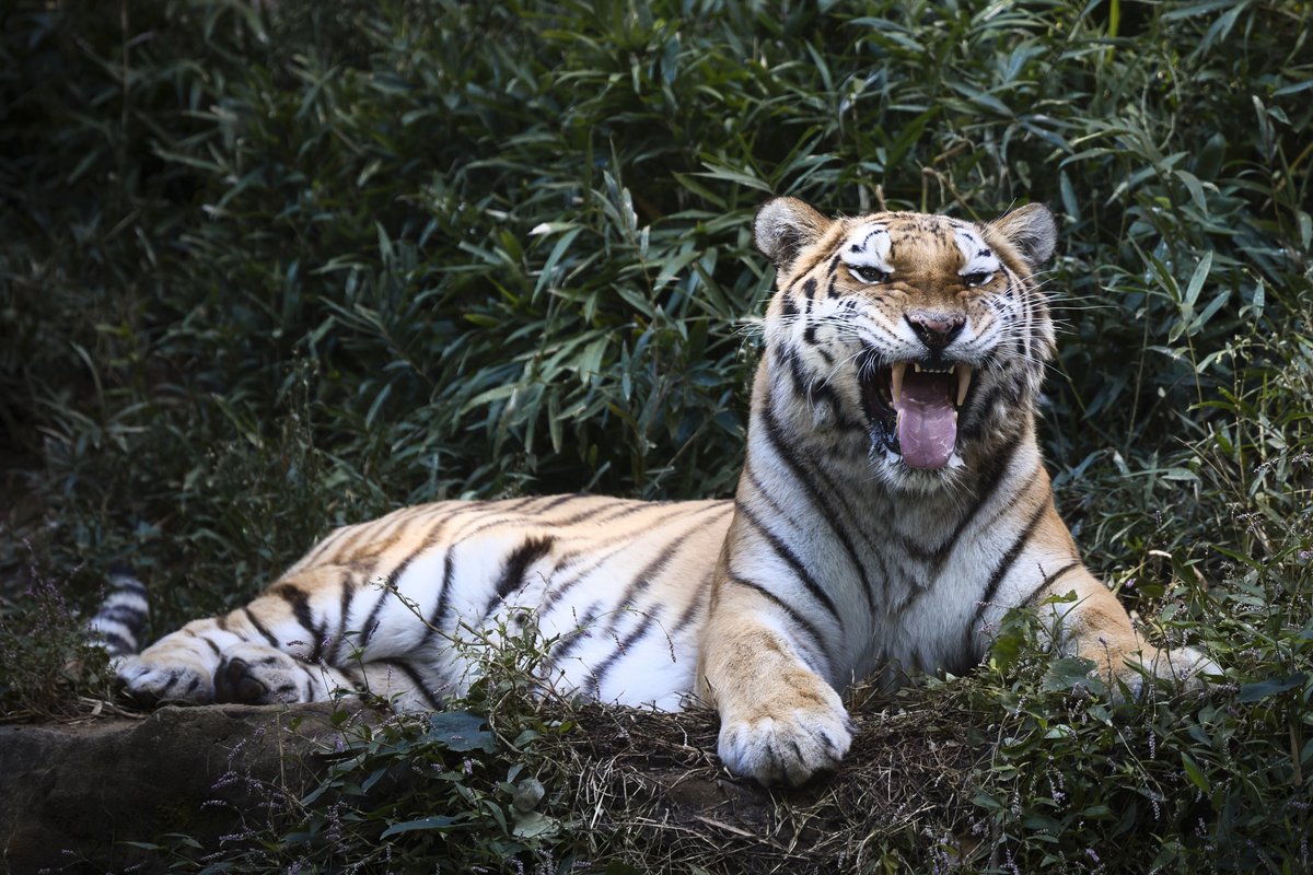 大きい括りではやはり猫か。