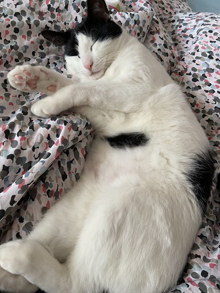 sylvaniannkitty's tweet photo. @DasdasFreud twin? https://t.co/ReGV8LIZYV