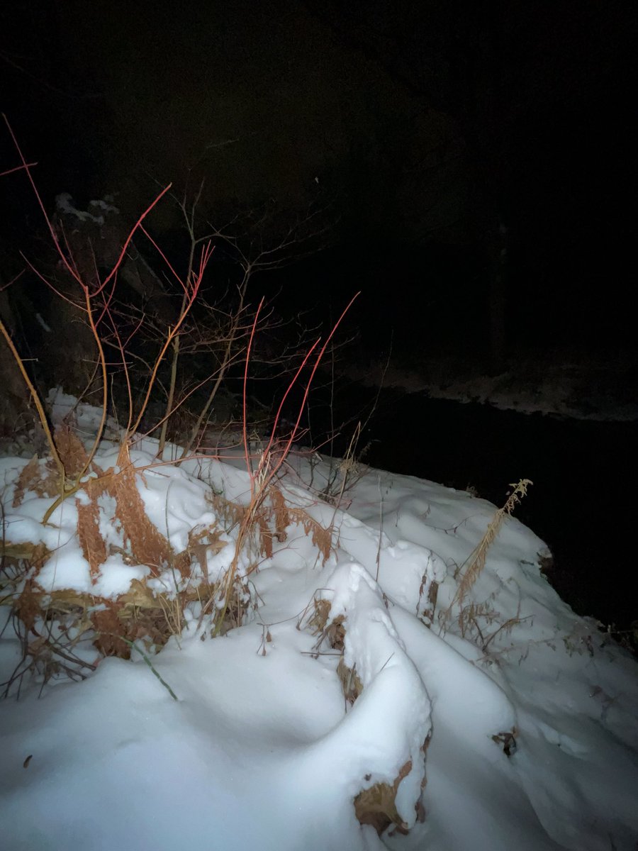 The river is shying under the freezing snow.