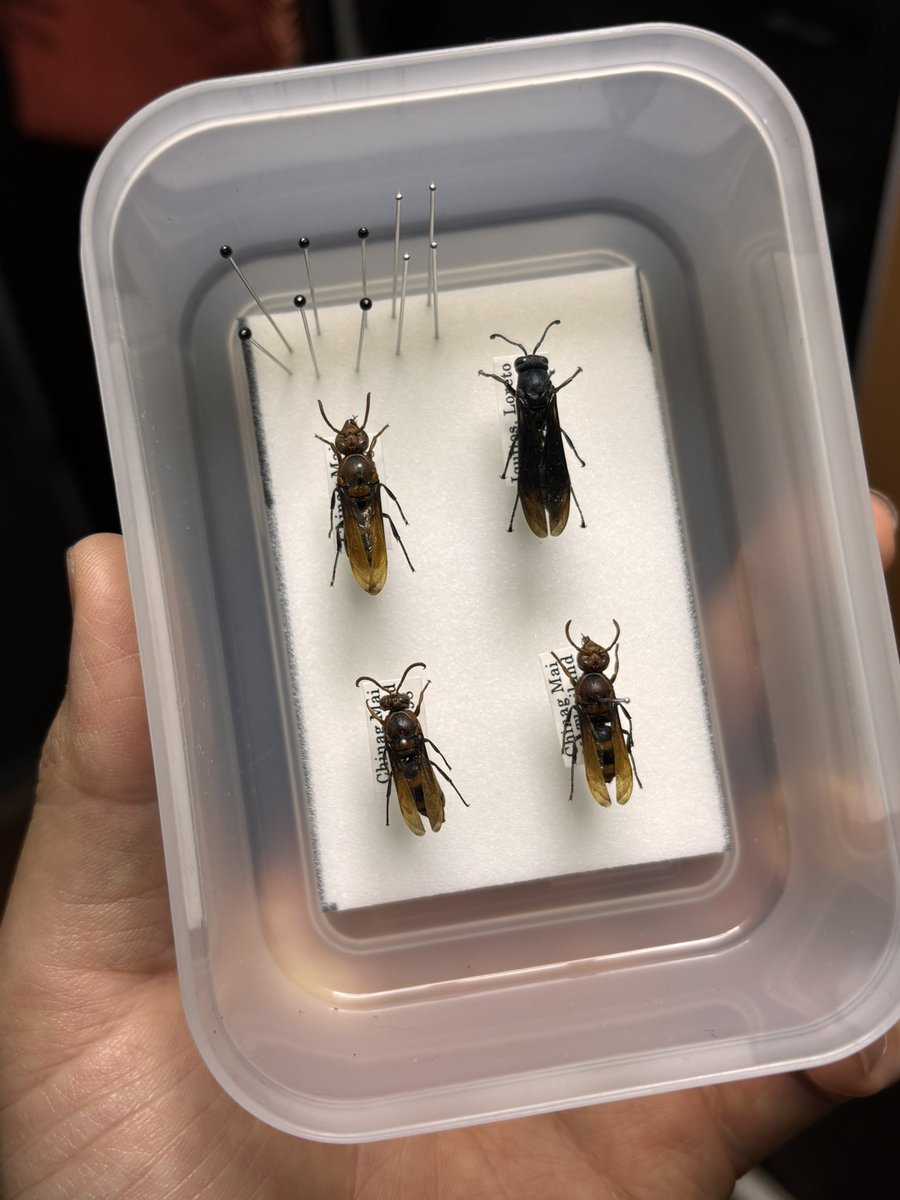 ハチ様確認用 ハチ様確認用 ちーふ様確認用 ハチ様確認用 DR ZX