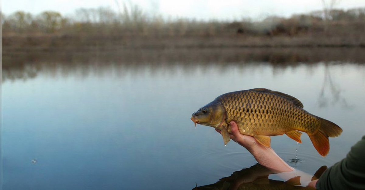 <a href="/chiletterman/">chi.letterman</a> The carp is back