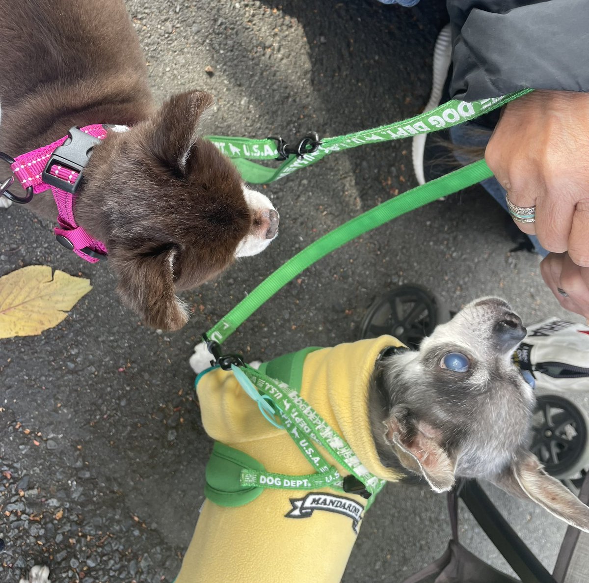 お散歩中に、おやつをいただく喜びよ。 #チワワ