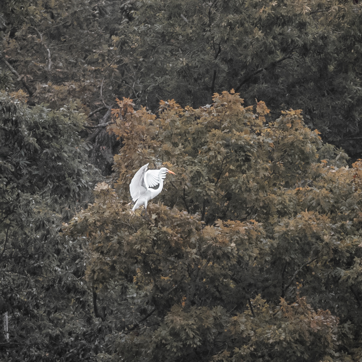 laketherapypics's tweet image. They’re not trying to impress anyone. They’re just out here living. That feels important to remember.
#BirdEnergy #UnbotheredWildlife #SimpleJoy