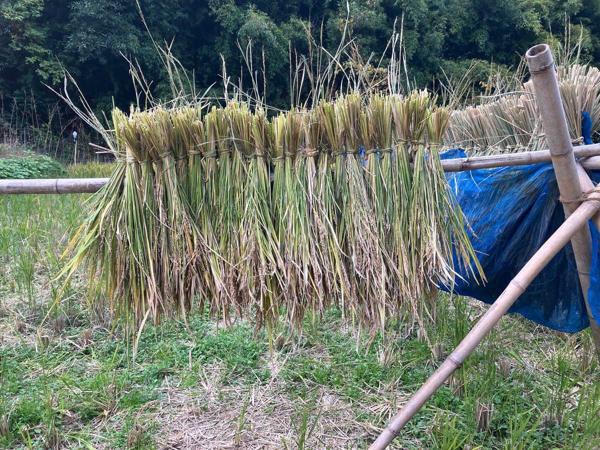 収穫は　ほぼなけれども　旱魃の
怖さ味わい　百姓を知る

旱魃とは恐ろしいものだ。飢えが身に迫る。これが本物の百姓だったら、娘を売るか、首吊るかしかない。かつての百姓の苦しみを、その一端だけでも味わったことが、今年の収穫か。
（干した少量の貧弱なササニシキ）
#棚田 #自給 #古代米