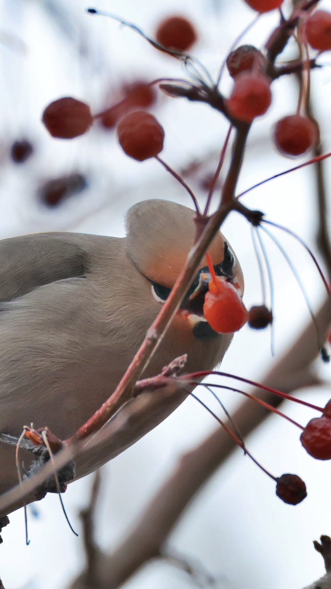 En güzel kuşlardan biri ile karşılaştım. İPEKKUYRUK. Fermente olan meyveleri yiyip sarhoş oluyorlar sonra ağaçların altından topluyor insanlar kendilerine gelene kadar… Türkiye’ye de çok çok nadir gelen bir kış mevsimi ziyaretçisi. Belki bu kış gene gelirler belli mi olur.