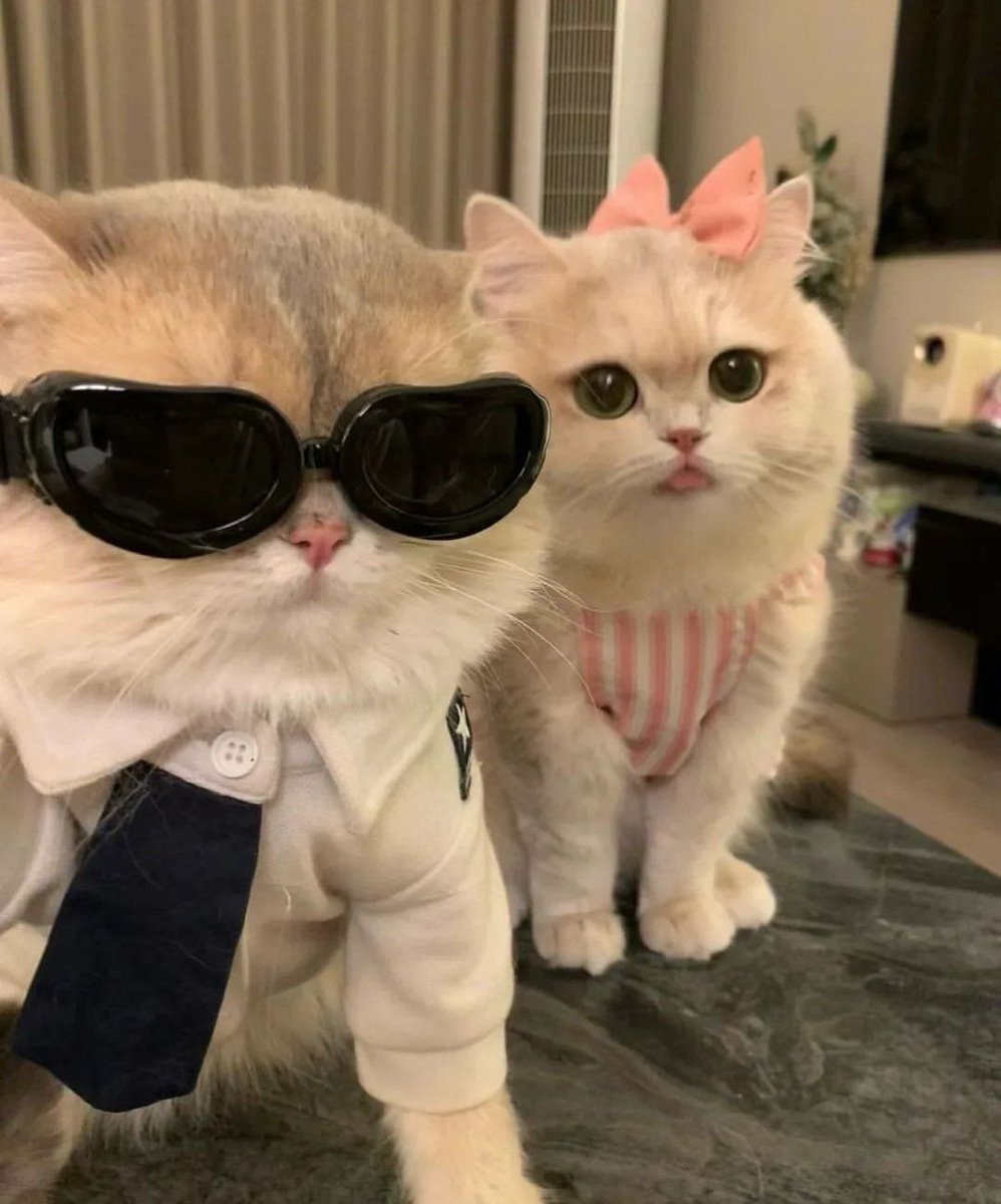 Why you should have a cat tweet media