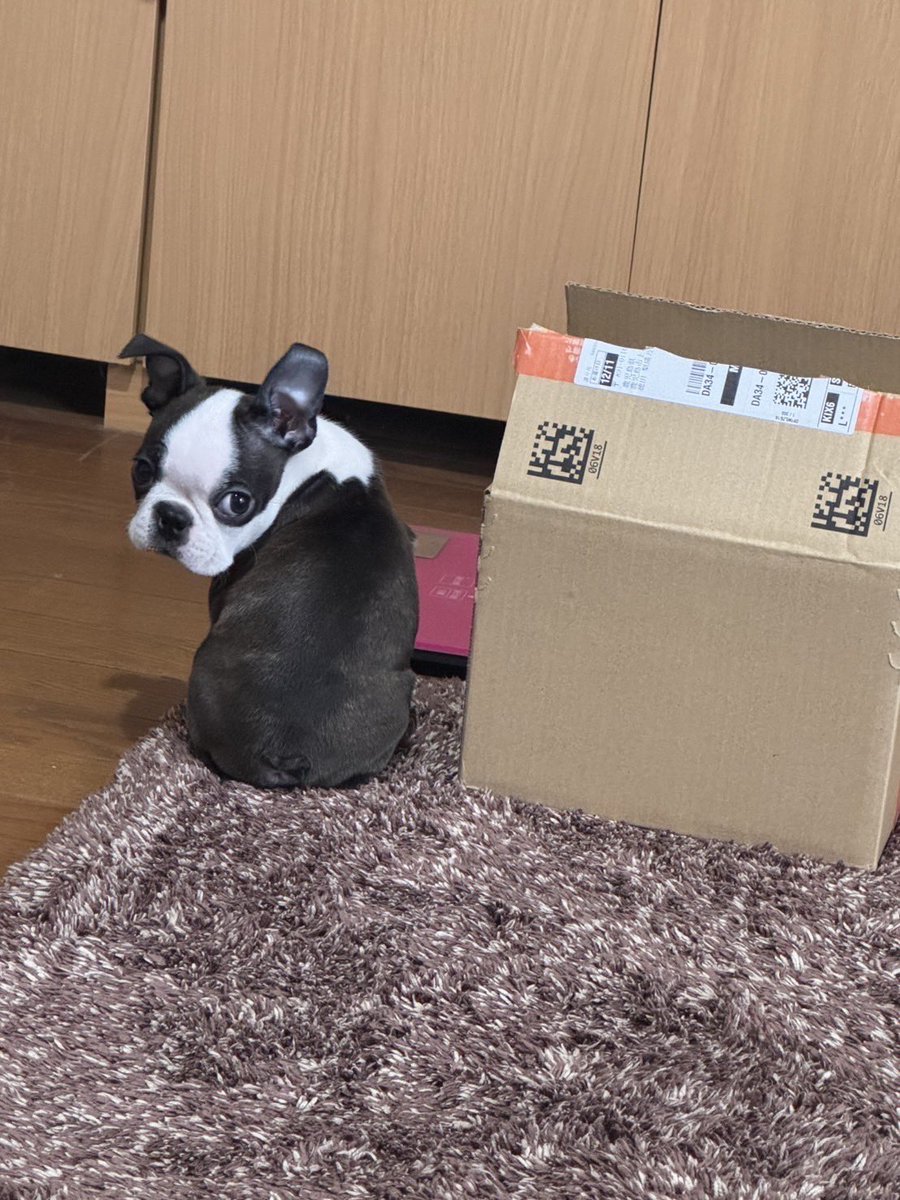 ボストンテリアのいぎーくん🐶✨️ tweet media