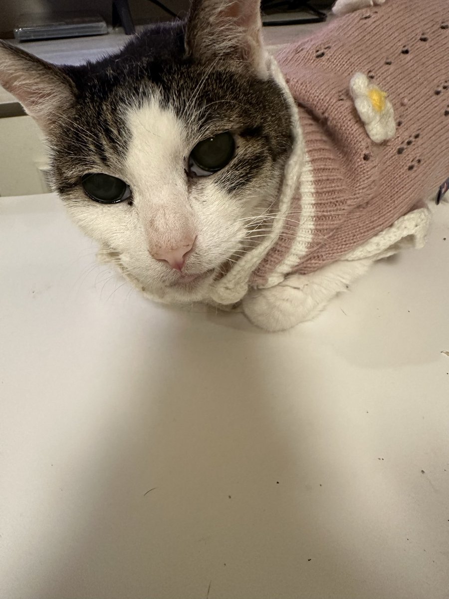 beams mmts マミタス 猫ジャガードスカート mmts / マミタス