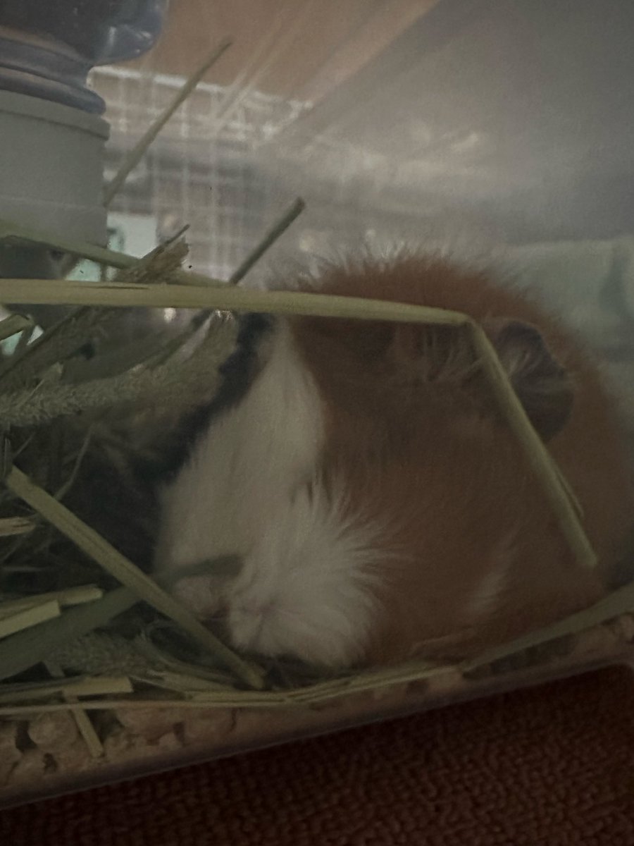 potemoru's tweet image. 先生に、1匹ずつ別の小屋で飼った方がいいと言われたので
大きな衣装ケースで新しい家を準備しました
透明なのでこんな可愛い写真撮れた♥️

せっかく寝てるのにフラッシュなっちゃってごめんよ( ͜ 🥔･ω･) ͜ 🥔ﾎﾟﾃﾁｨｨｨｨ