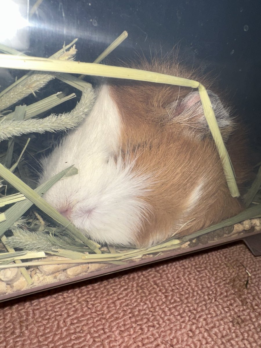 potemoru's tweet image. 先生に、1匹ずつ別の小屋で飼った方がいいと言われたので
大きな衣装ケースで新しい家を準備しました
透明なのでこんな可愛い写真撮れた♥️

せっかく寝てるのにフラッシュなっちゃってごめんよ( ͜ 🥔･ω･) ͜ 🥔ﾎﾟﾃﾁｨｨｨｨ