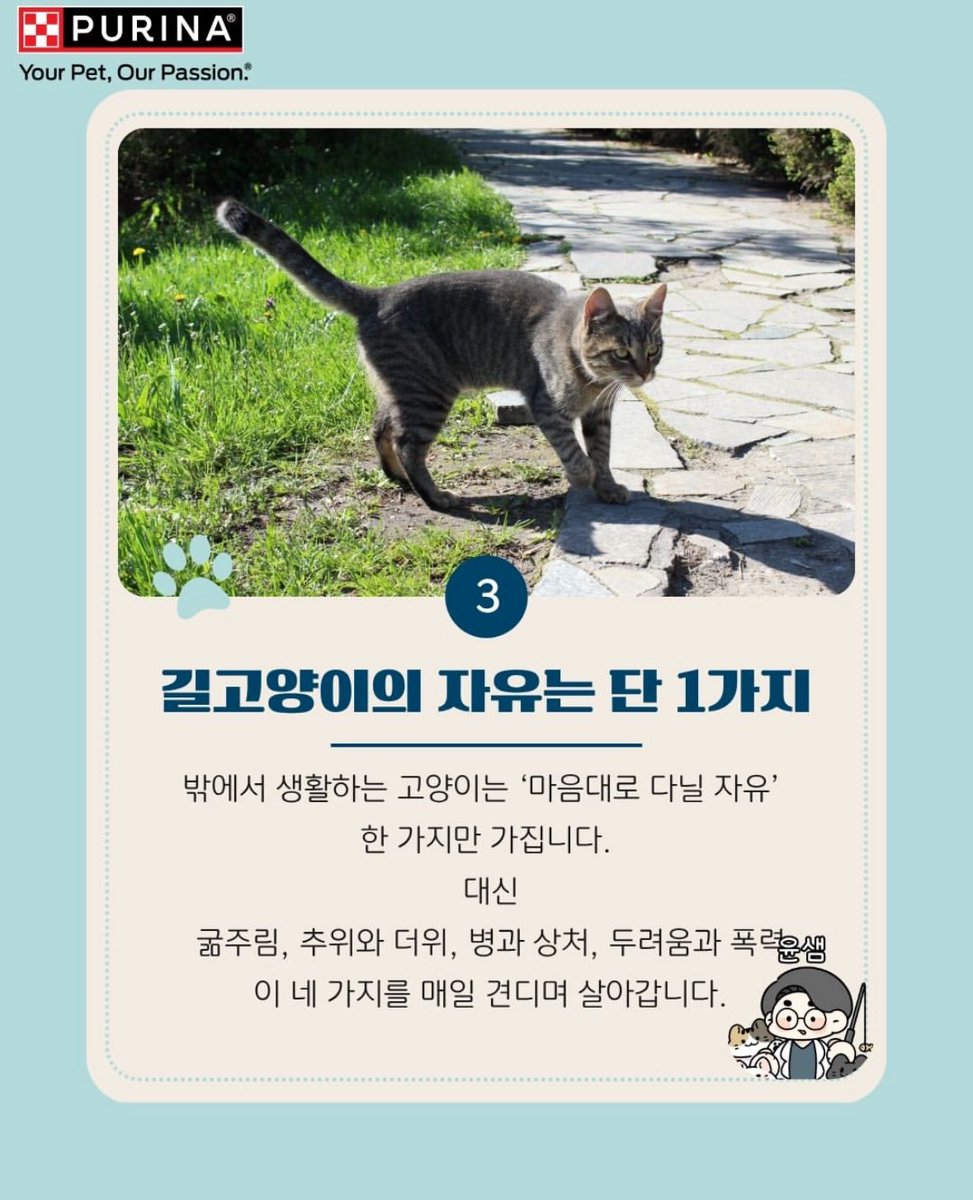 spring_bombomi's tweet image. 수의사 윤샘 인스타에 올라온 ‘길고양이의 자유’