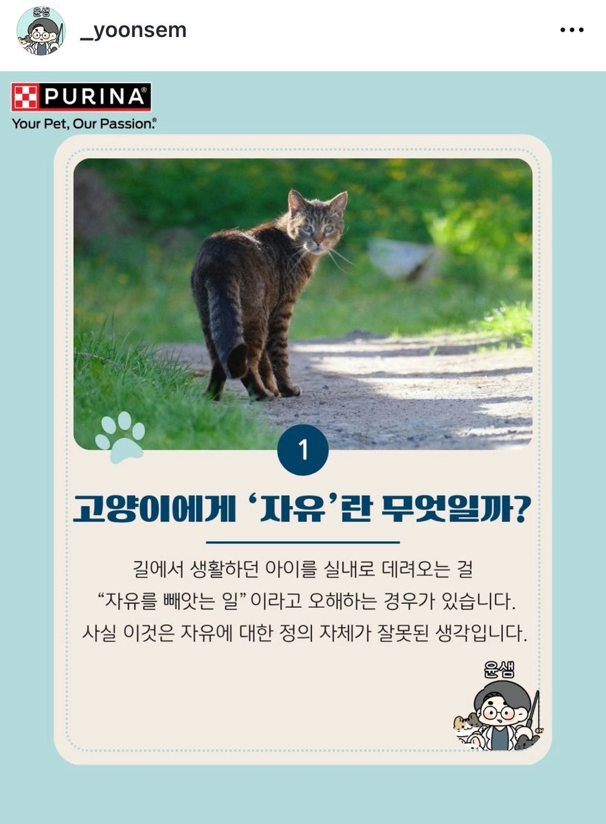 spring_bombomi's tweet image. 수의사 윤샘 인스타에 올라온 ‘길고양이의 자유’