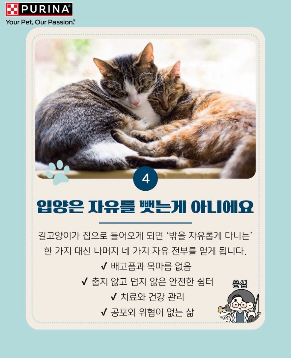 spring_bombomi's tweet image. 수의사 윤샘 인스타에 올라온 ‘길고양이의 자유’