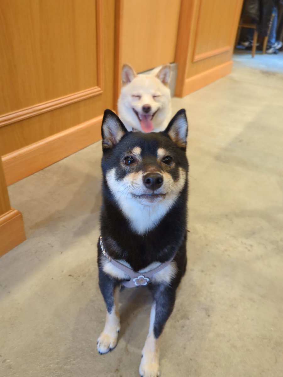 Lukestearoom716's tweet photo. お店で初めて会ったコ同士だけど…とても仲良さそうにずっと店内駆け回っていました✨️
一期一会の出会い素敵ですね♡
#東北沢　#カフェ　#ペット同伴可　#柴犬　#黒柴　#白柴 https://t.co/sJos1OX2VL