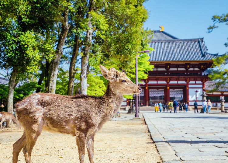 中国人が居ない奈良に行きたい人✋
