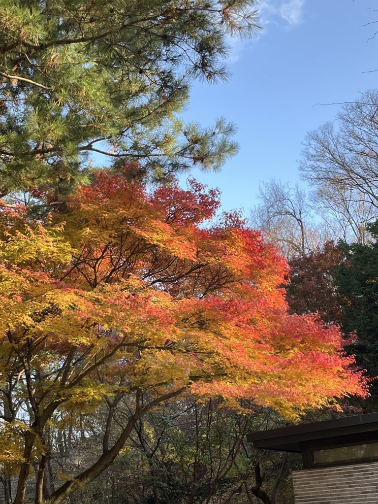 dooioil's tweet photo. 어제 단풍 막차 타고 왔습니다.. 🍁🤎 https://t.co/B0LSGHMBqj