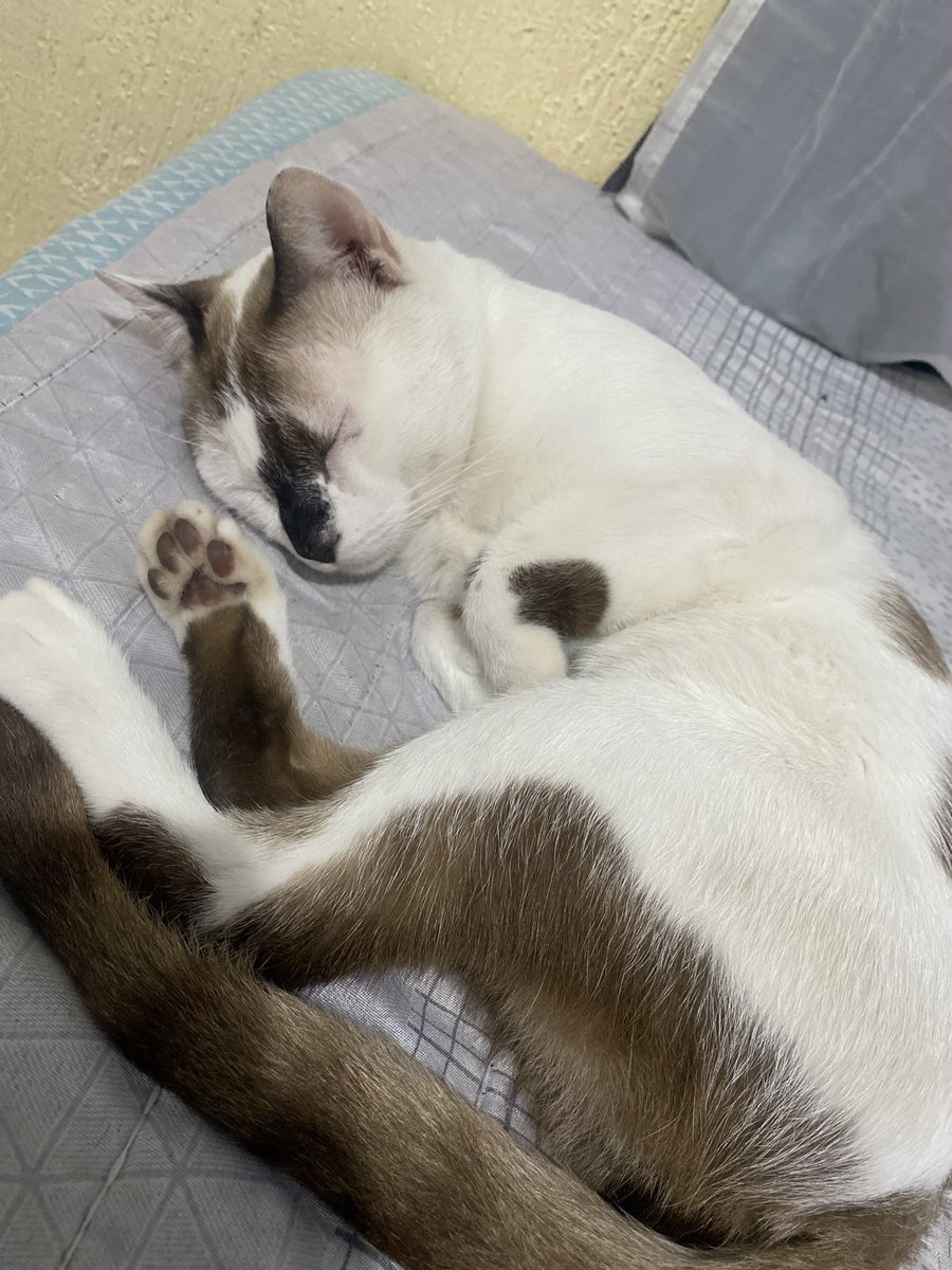 usagi 🌙 tweet media