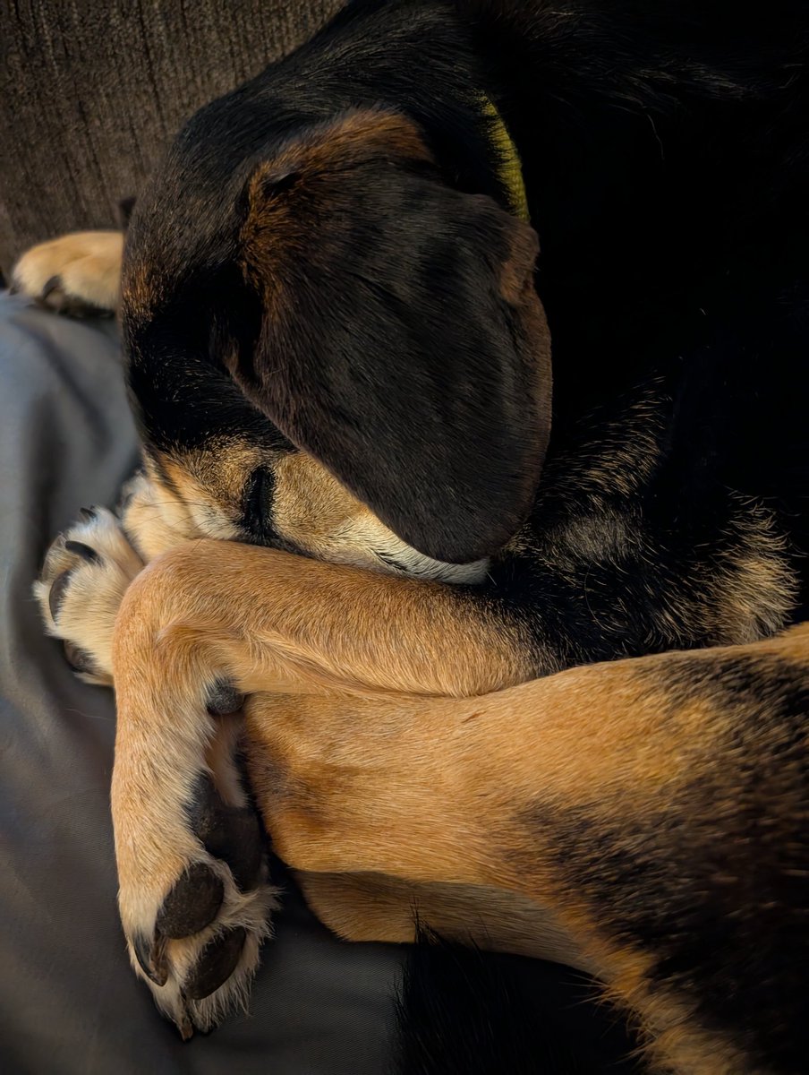 Ready to go night-night.
#dogsofX