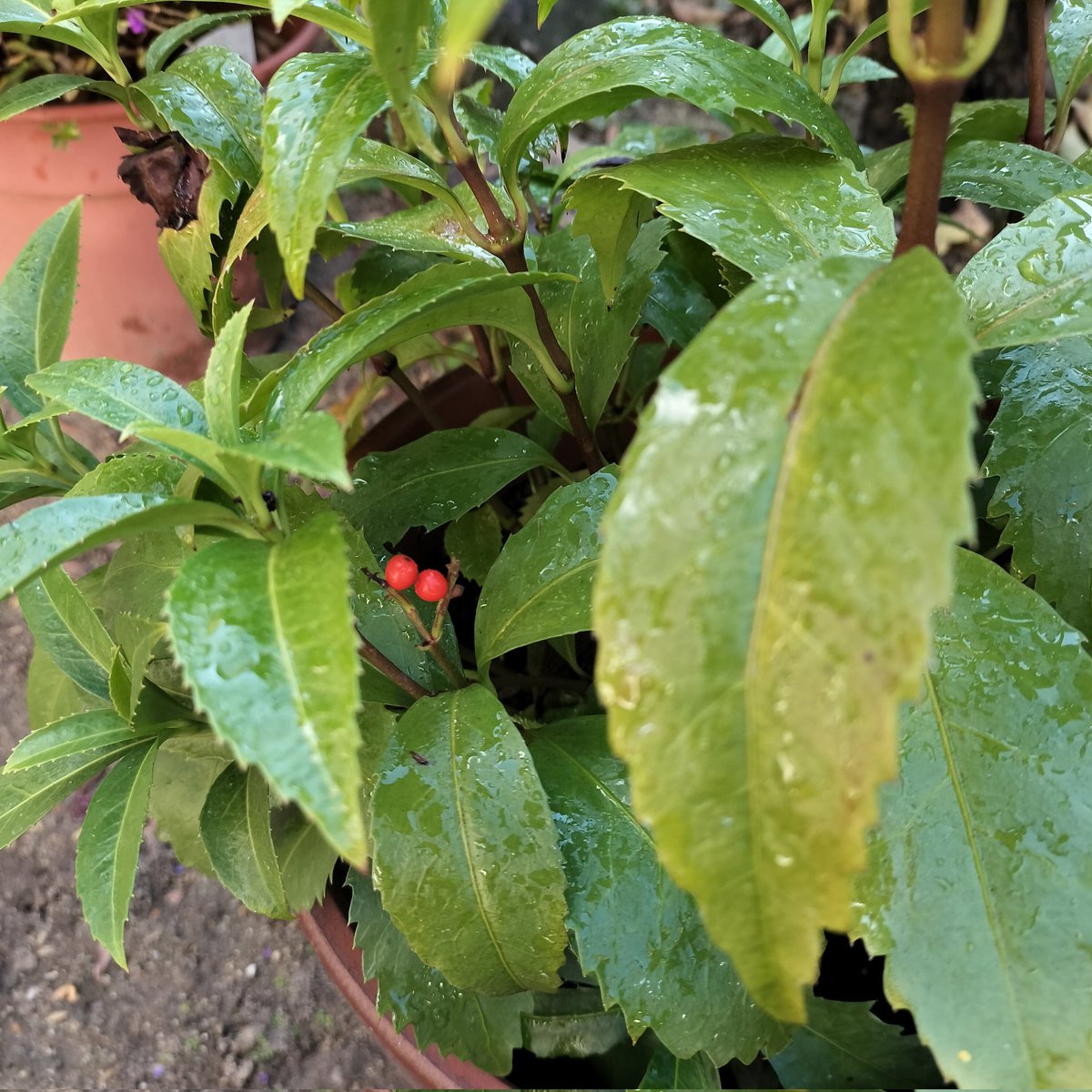 masamasa1's tweet photo. It's sunny in Takaishi. The Senryo has produced fruit for the first time. I wonder if the cactus will bloom.A eggplant is thin but has started to grow, taller than the oter one I thought could be ripened first.
#homegarden #Senryo #cactus #eggplant https://t.co/AK1UD5OwGS