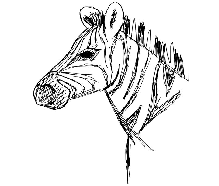 CMEillustration's tweet photo. Art of the Day! "Zebra Sketch". Buy at: https://t.co/Z6GA91sVB7 https://t.co/OpzbasDVfI