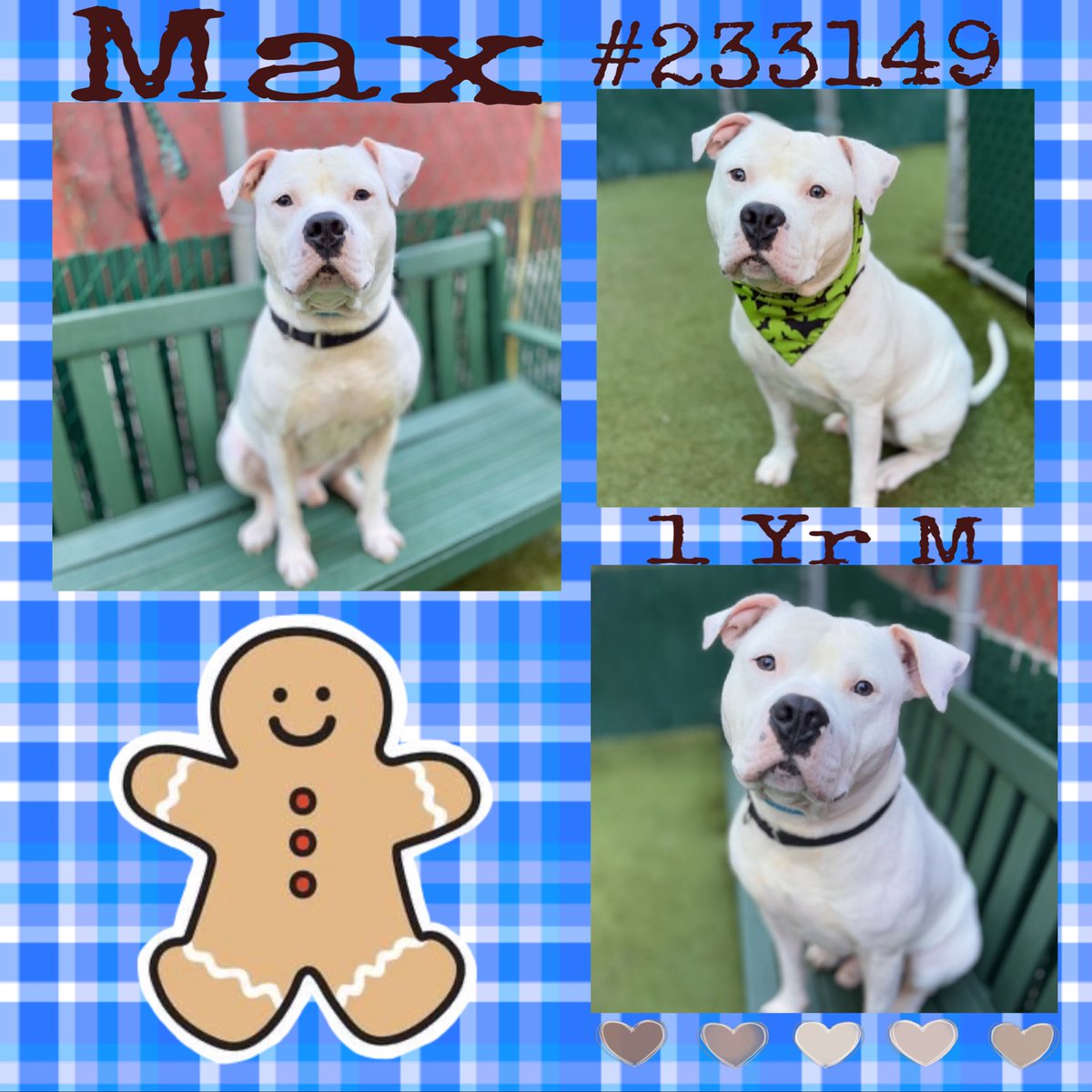 Quinnqueens's tweet image. 💙 M͙A͙X͙ 💙
#233149 #MACC 1 Yr M
Listed TBK 11/20 #RescueOnly
Max was adopted &amp;amp; returned. He hasn’t had time 2 adjust 2 shelter life. He’s fearful, jumping up &amp;amp; bites leash. Needs all adult 🏡 &amp;amp; solo pet. Max is a playful sweet boy #Foster #Pledge4Rescue
nycacc.app/browse/233149