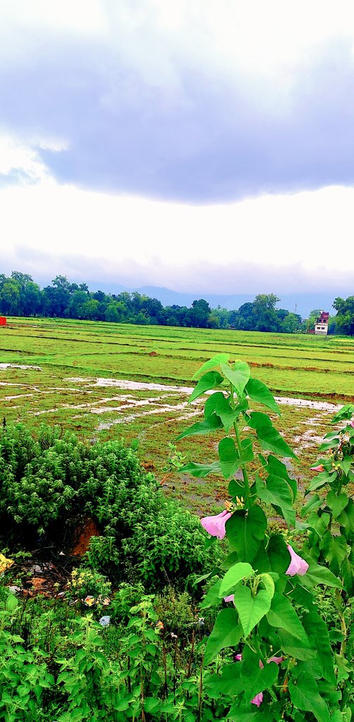 Happy Wednesday Morning! 

Some mornings don’t need words just greenery, peace, and a sky full of calm. Nature has its own way of refreshing the soul.

Have a beautiful day!