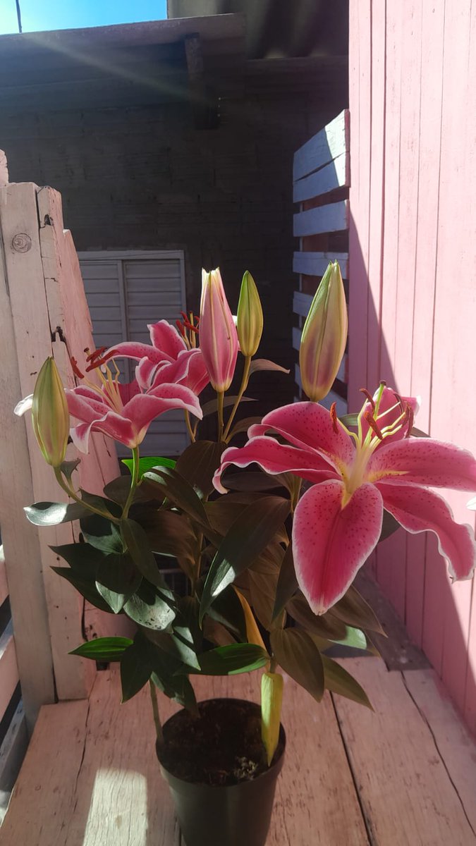 ifsbibia's tweet photo. 𝓽𝓱𝓮 𝓵𝓲𝓵𝔂 𝓶𝓮𝓪𝓷𝓼 𝓲 𝓭𝓪𝓻𝓮 𝔂𝓸𝓾 𝓽𝓸 𝓵𝓸𝓿𝓮 𝓶𝓮... https://t.co/iEvUmGfW6h