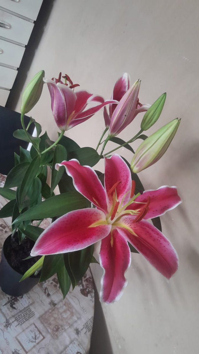 ifsbibia's tweet photo. 𝓽𝓱𝓮 𝓵𝓲𝓵𝔂 𝓶𝓮𝓪𝓷𝓼 𝓲 𝓭𝓪𝓻𝓮 𝔂𝓸𝓾 𝓽𝓸 𝓵𝓸𝓿𝓮 𝓶𝓮... https://t.co/iEvUmGfW6h