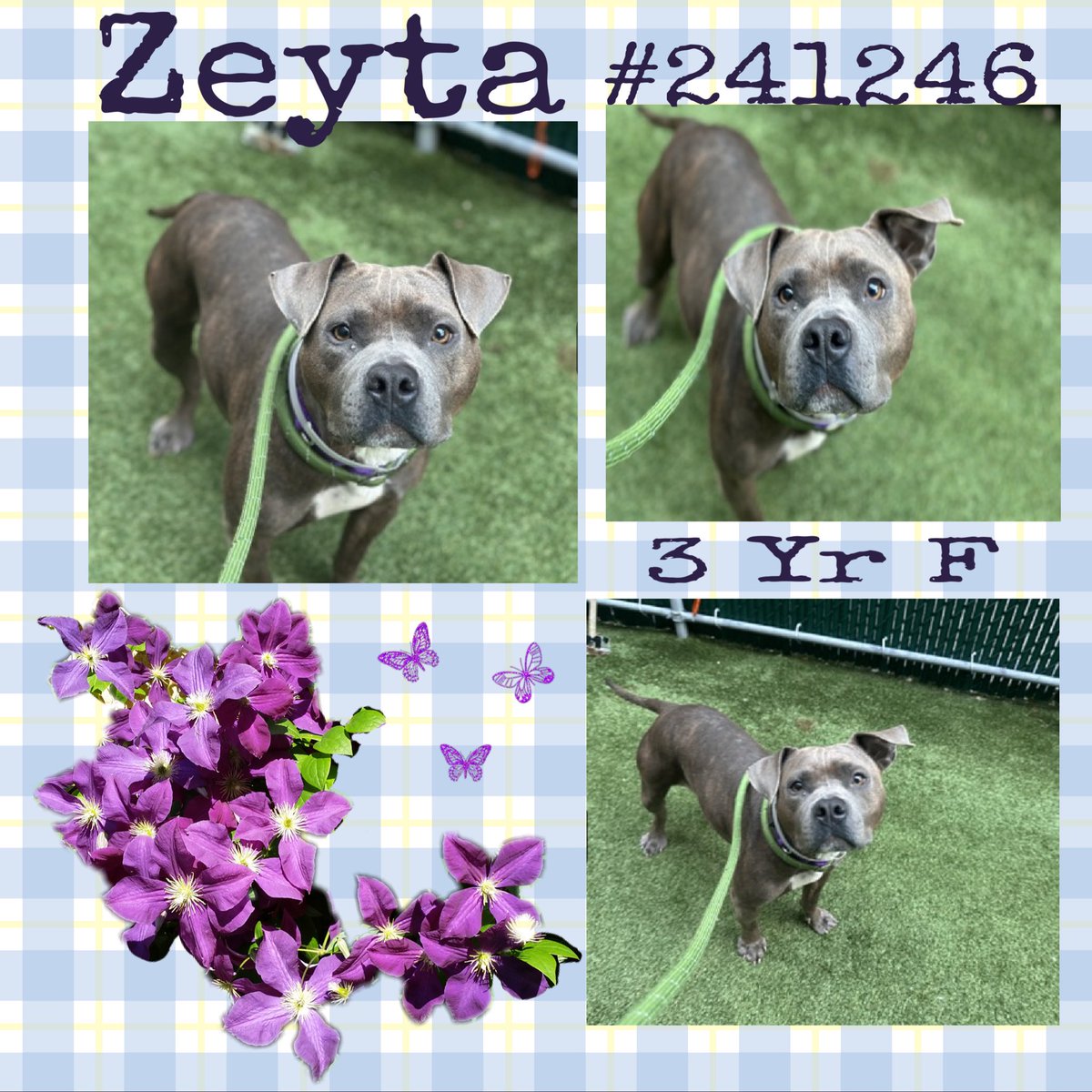 Quinnqueens's tweet image. 💜 Z͙E͙Y͙T͙A͙ 💜
#241246 #MACC 3 Yr F
Listed TBK 11/20 #RescueOnly
Zeyta is a gorgeous girl but very afraid of shelter &amp;amp; staff. Has a wound🚑 She’s vocal in care, barks &amp;amp; has low arousal threshold. Shower her w/love, she thrives💜#Foster #Pledge4Rescue
nycacc.app/browse/241246