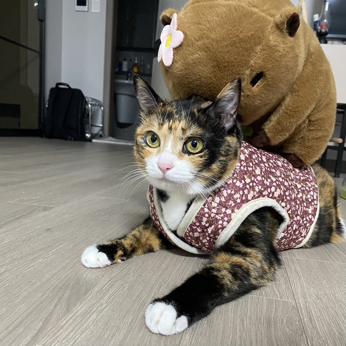 grapefruit_pk's tweet image. 카피바라 잡도리한 고양이의 최후