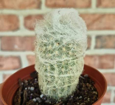 Hope you aren't thinking what I'm thinking
Cactus or 😋😋