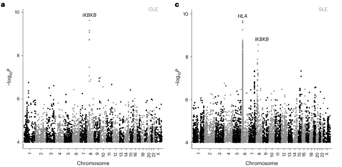 doctorveera's tweet image. Another incredible GWAS finding this year: an African ancestry–specific missense variant confers the largest common-variant risk effect reported to date for SLE. 

Just weeks ago, there was a GWAS paper reporting the discovery of a major genetic risk factor for dilated…