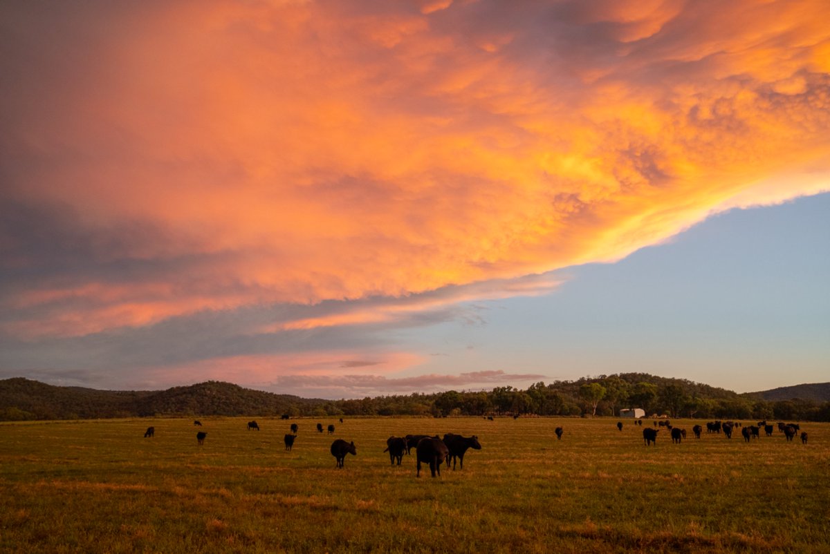 angusaustralia's tweet image. The best producers share knowledge, loan equipment, help neighbors — even competitors. Strong regional cattle communities lift everyone. 

angusaustralia.com.au 

#AngusAustralia #IndustryCollaboration #AngusCattle #beefindustry