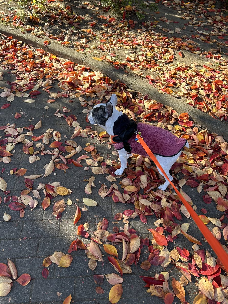 妻も少しずつ回復傾向。姫はすっかり元気。まだ暫くは家事と育児が続きますが頑張ります。ペンタとのお散歩は良い息抜き。おはようございます(^^)