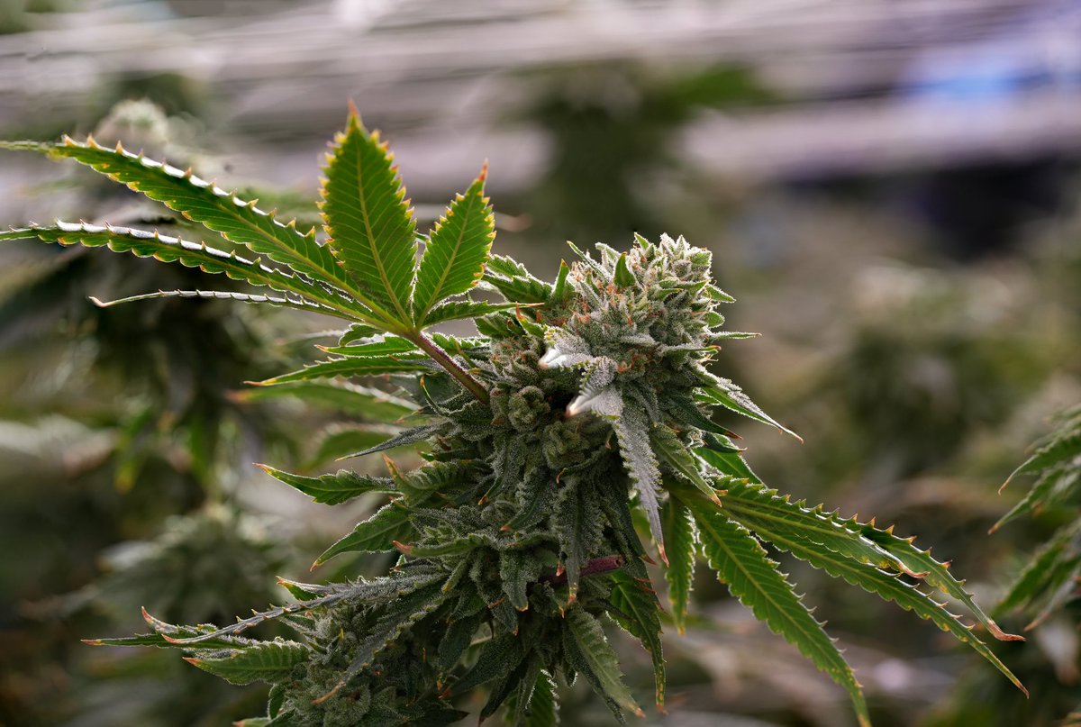 SimplyBareOrgnc's tweet image. Would you look at that, it&apos;s almost ⏱️ for tea.🫖

We are serving up BC Organic Tea Time #7 HOT and fresh from the greenhouse. 🌱

She is STEEPED in candy 🍬 terps, for those forever chasing that elusive “Z” flavour profile.

🍃 RS11 × ZKTLZ

#spillthetea #simplybare #flavourhigh