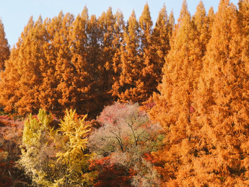 명수당🍁
메타세쿼이아 단풍 보고 왔어요!