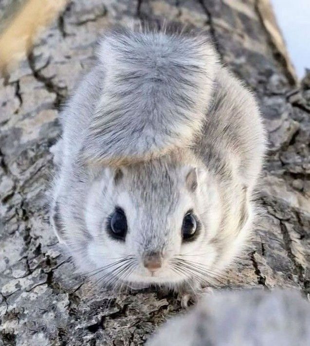 pedestrian's tweet photo. The Siberian flying squirrel (Pteromys volans) is a nocturnal gliding rodent found across northern Europe and Asia, capable of gliding up to 60 meters between trees using a skin membrane called the patagium. It nests in tree cavities, feeds on buds and seeds, and is protected in parts of Europe due to habitat loss in old-growth forests.