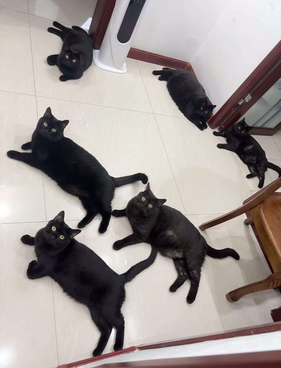 tmszhjh88's tweet image. The family of black cats