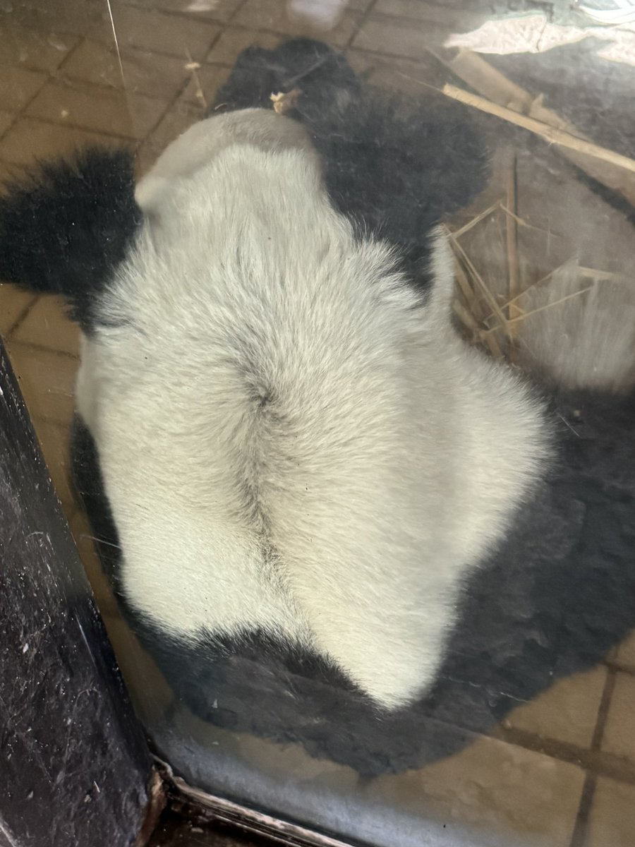 pandas_fr's tweet image. 🐼🇲🇽 La femelle #panda #XinXin, 35 ans, ce mardi 18 novembre en début d’après-midi au zoo de #Chapultepec à Mexico.

📸 ©️ Jérôme POUILLE
panda.fr

#CDMX @SEDEMA_CDMX @ChapultepecCDMX  #zoologicochapultepec #zoológicodechapultepec #zoochapultepec #zoochapultepec🐼