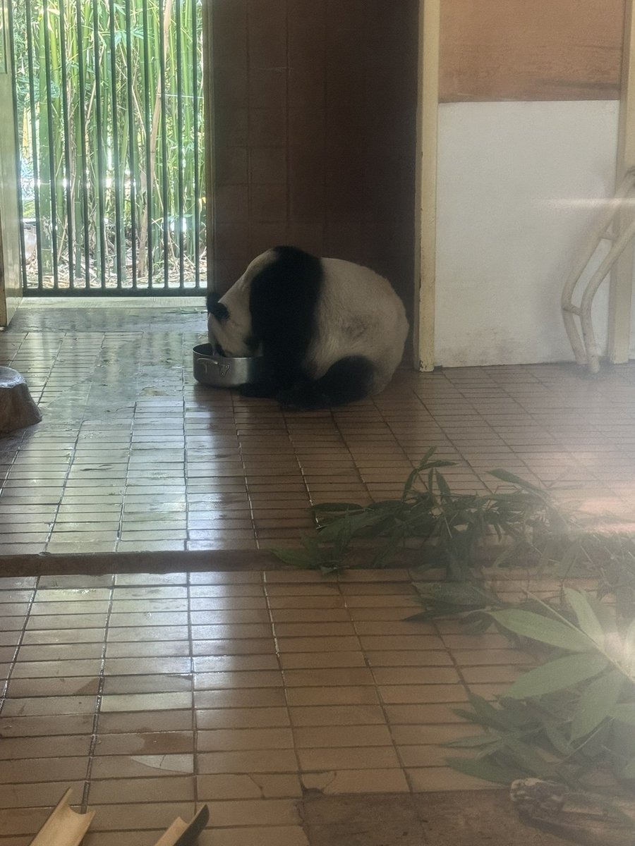 pandas_fr's tweet image. 🐼🇲🇽 La femelle #panda #XinXin, 35 ans, ce mardi 18 novembre en début d’après-midi au zoo de #Chapultepec à Mexico.

📸 ©️ Jérôme POUILLE
panda.fr

#CDMX @SEDEMA_CDMX @ChapultepecCDMX  #zoologicochapultepec #zoológicodechapultepec #zoochapultepec #zoochapultepec🐼