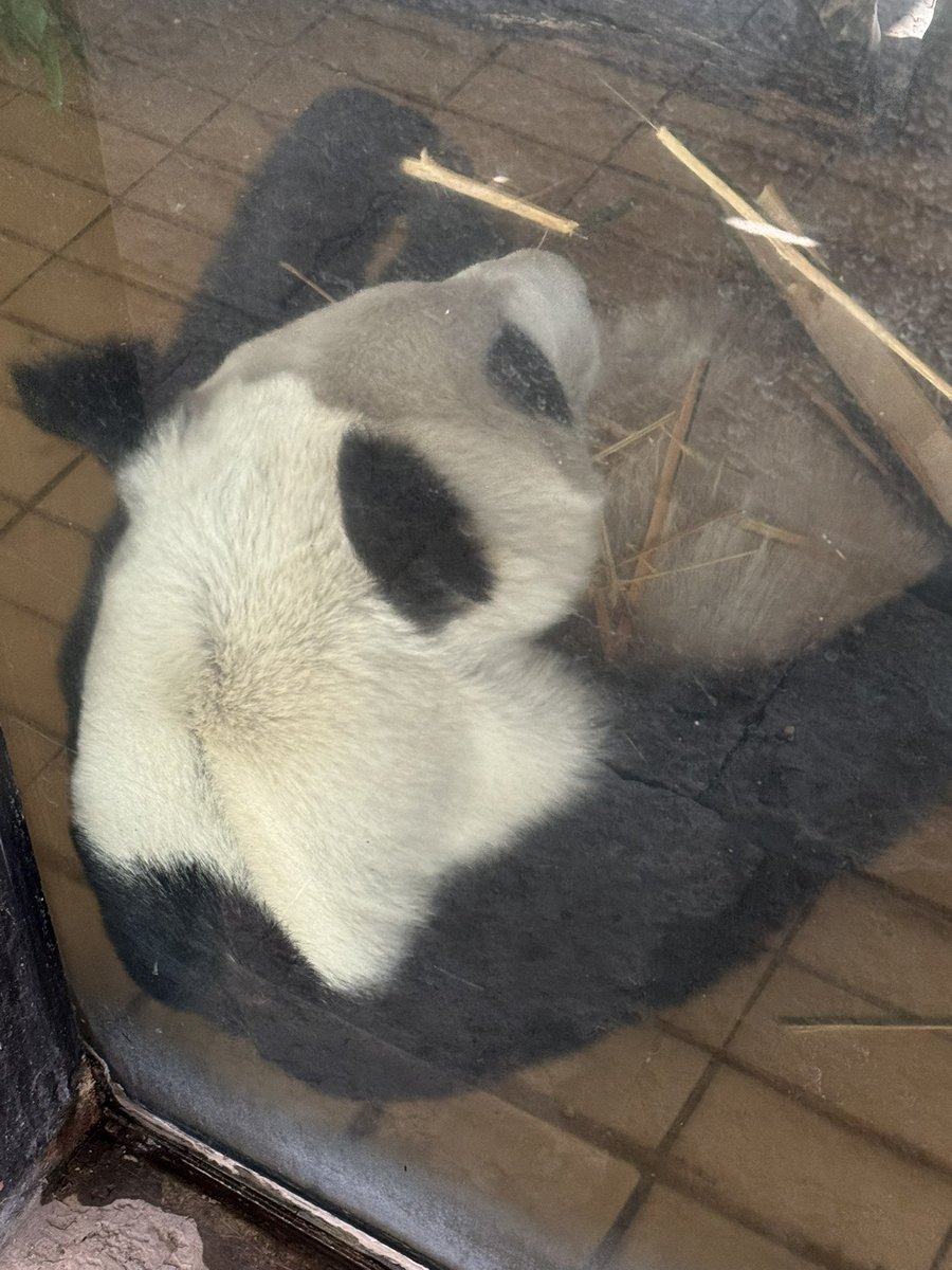 pandas_fr's tweet image. 🐼🇲🇽 La femelle #panda #XinXin, 35 ans, ce mardi 18 novembre en début d’après-midi au zoo de #Chapultepec à Mexico.

📸 ©️ Jérôme POUILLE
panda.fr

#CDMX @SEDEMA_CDMX @ChapultepecCDMX  #zoologicochapultepec #zoológicodechapultepec #zoochapultepec #zoochapultepec🐼