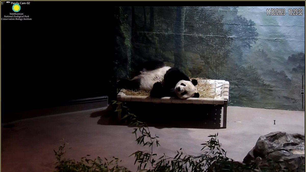 Happy TIANSday Dad! You look beary tired after helping with all the cubs at the airport. 😁 <a href="/tiantianpanda97/">Tian Tian</a>