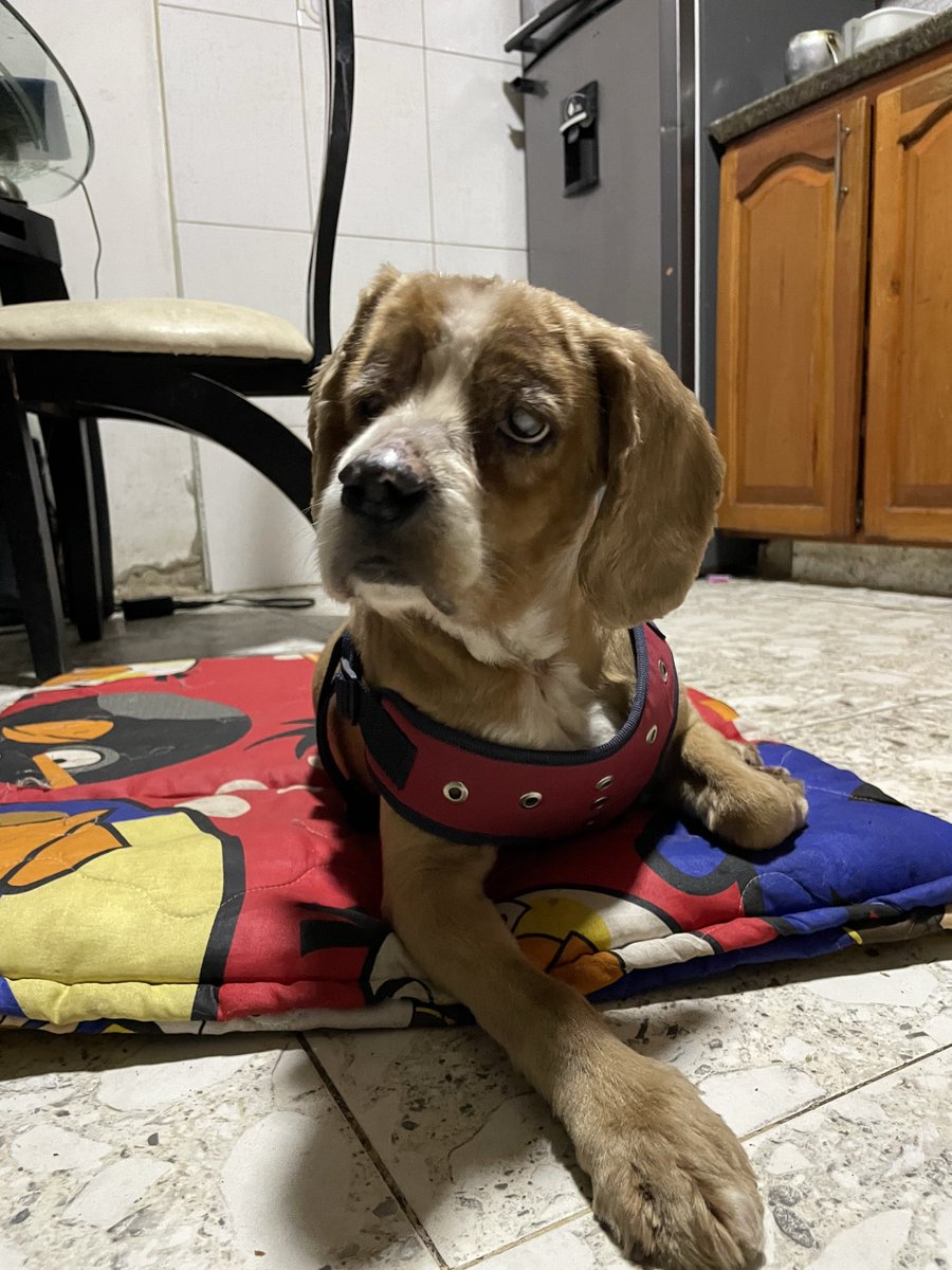 Actualización de mi francés: su carita tiene más pelito, es bien malgeniado y ya me mordió, supongo que su ceguera lo hace muy desconfiado, pero está hermoso y sano… Nunca abandonen a sus mascotas, cuídenlas hasta sus últimos días.