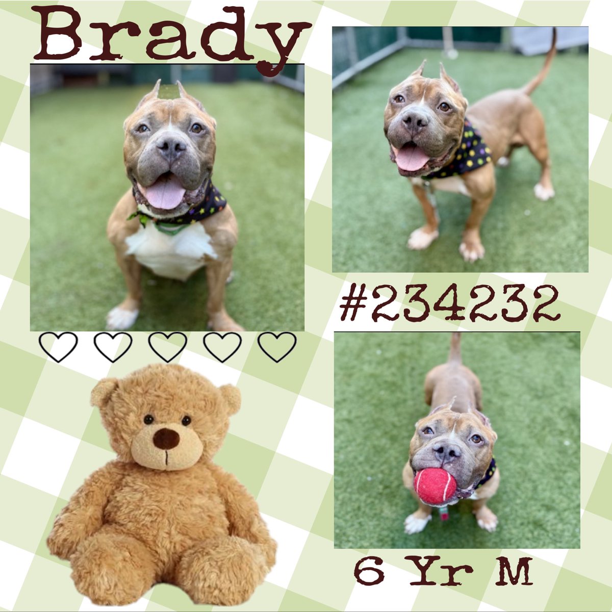 Quinnqueens's tweet image. 🧸 B͙R͙A͙D͙Y͙ 🧸
#234232 #MACC 6 Yr M
Listed TBK 11/20
Brady is a little cutie who loves his stuffies &amp;amp; ball toys. He’s waited over 95+ days 2 have his own human 2 love. All adult 🏡 with no cats/small animals plz. #AdoptMe #Foster #Pledge4Rescue🧸
nycacc.app/browse/234232