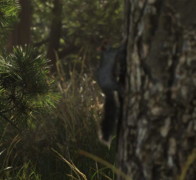disnetic's tweet photo. Squirrels are Confirmed as wild life in #GTA6 https://t.co/MQAznbbUzC