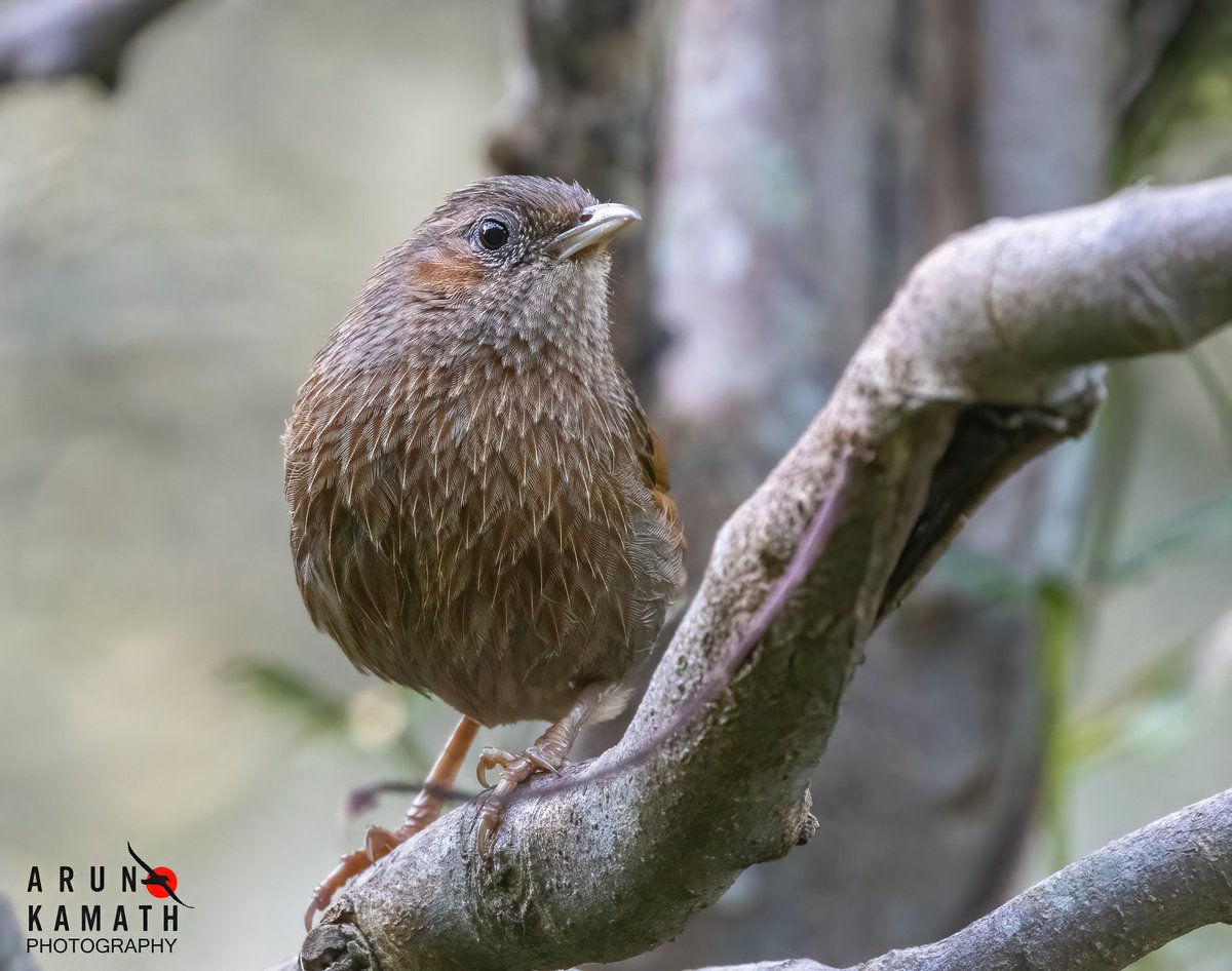 incognito9's tweet image. The streaked Laughing thrush for today.

#IndiAves #ThePhotoHour #bbcwildlifepotd #birds #birdsofx #Canon
