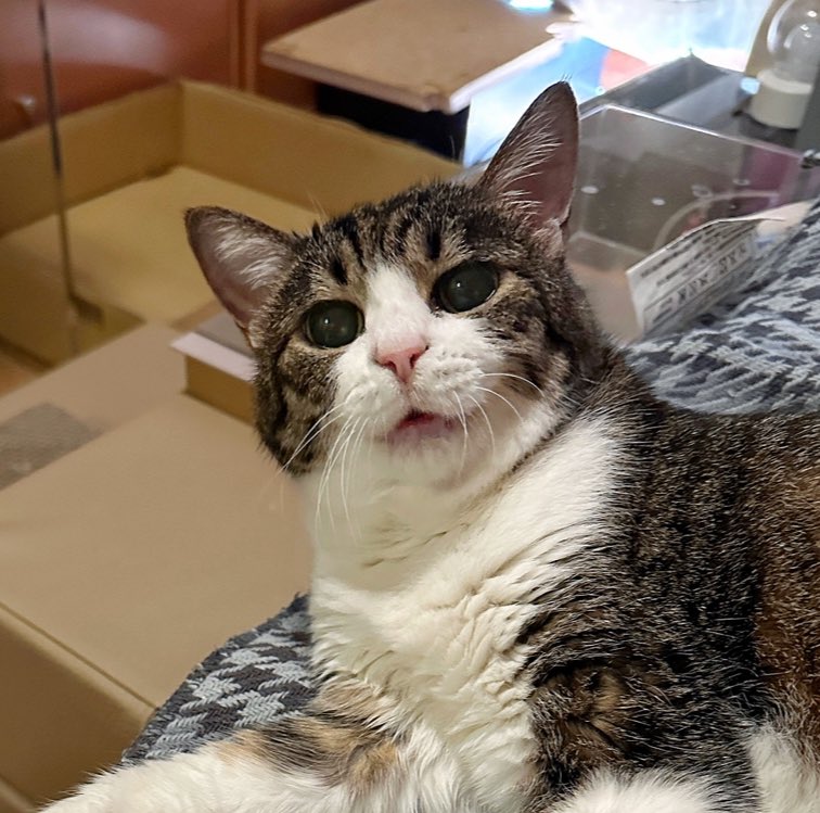 猫千代　1002 猫千代 1002 カード検索 ｜ Z/X - Zillions of enemy X - ゼクス公式サイト