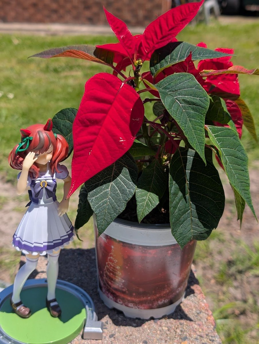 The Poinsettia part of Nice Nature's "Poinsettia Ribbon" 

#umamusume #nicenature #ウマ娘