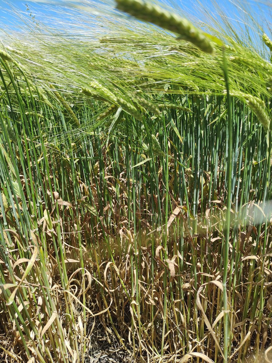 Recorrida por Loberia/Balcarce, viene muy bien la fina con algún daño de helada, pero apuntando a buen rinde igual.
📍Loberia-Balcarce
<a href="/EstudioEdm/">EDM - Estudio Agronómico</a>